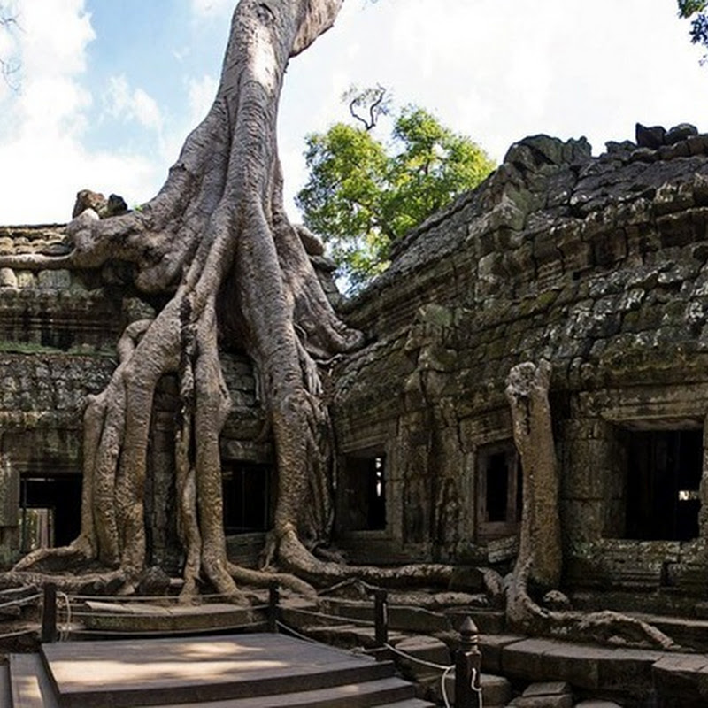 Giant Trees At the Cambodian Temple of Ta Prohm Amusing